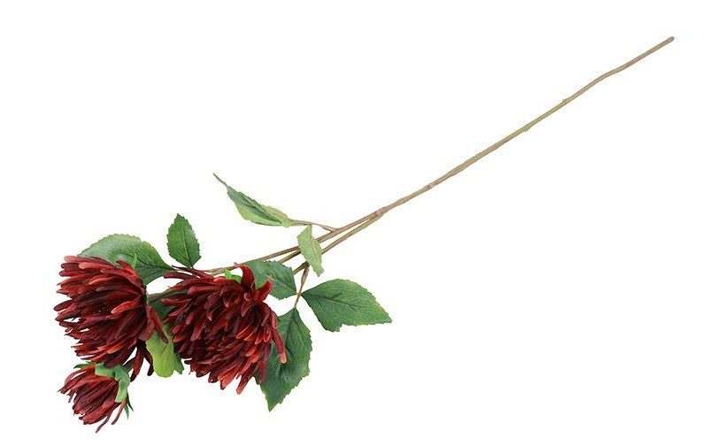 Nærbillede af bordeaux chrysanthemums blomsterhoveder og bøjelige stilk