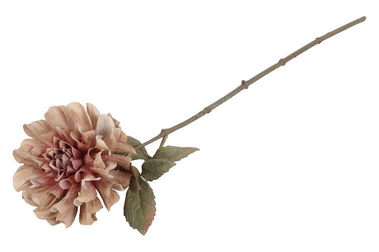 Nærbillede af sandfarvet dahlias fyldige blomsterhoved