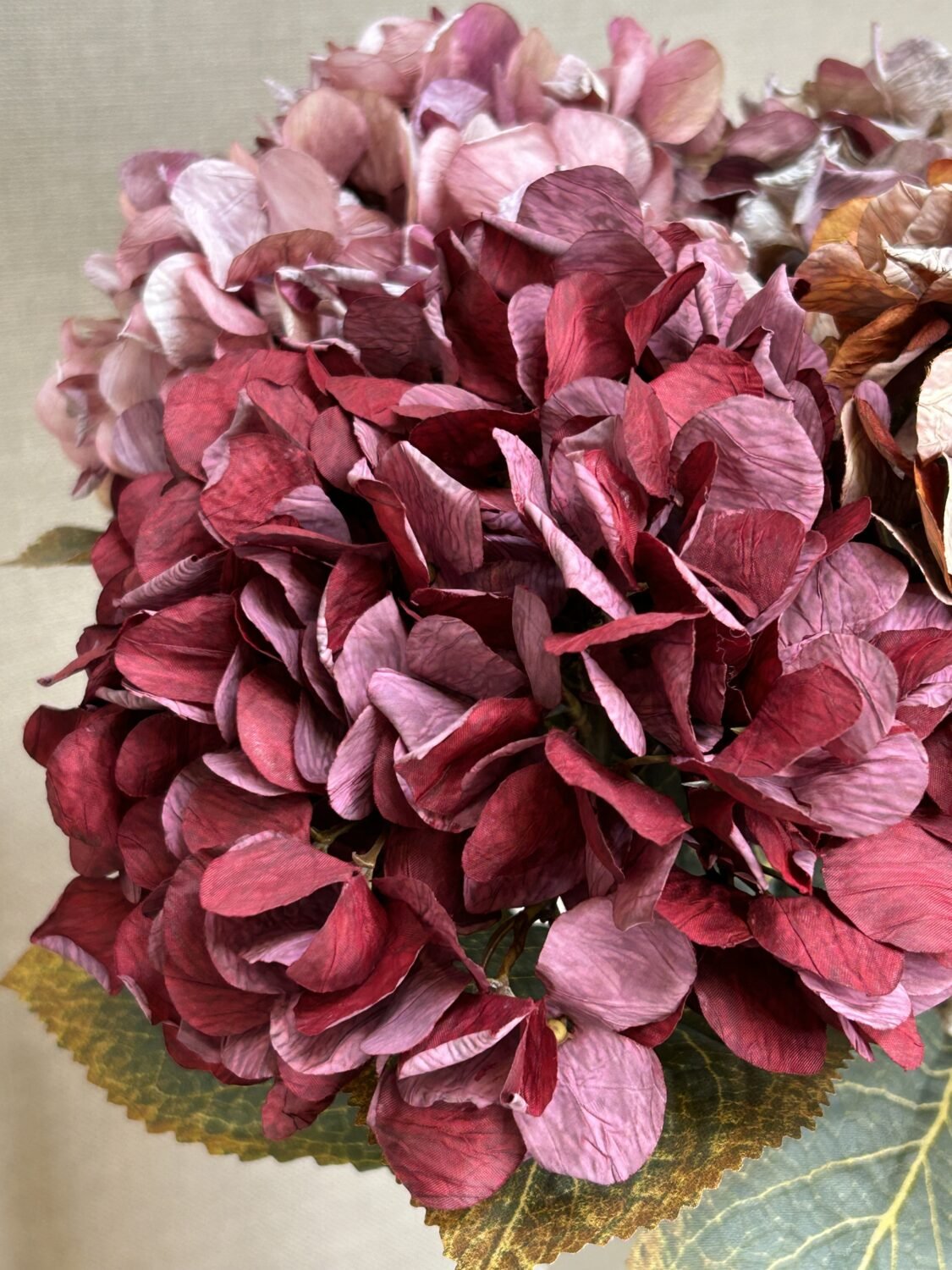 Nærbillede af bordeaux hortensias fyldige blomsterhoved stylet i vase