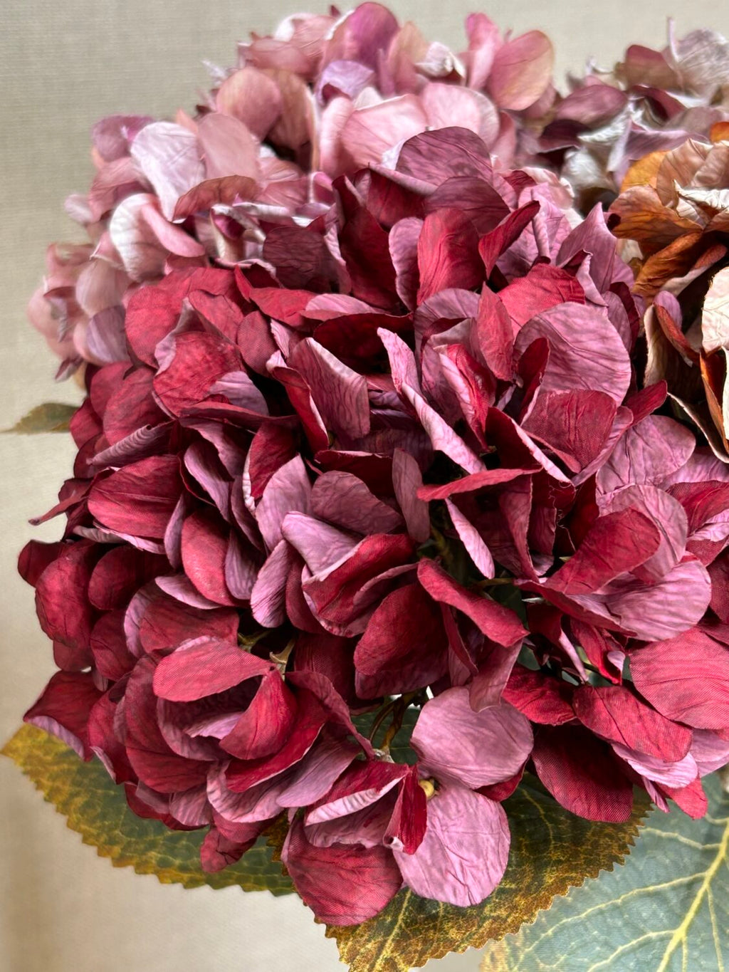 Nærbillede af bordeaux hortensias fyldige blomsterhoved stylet i vase