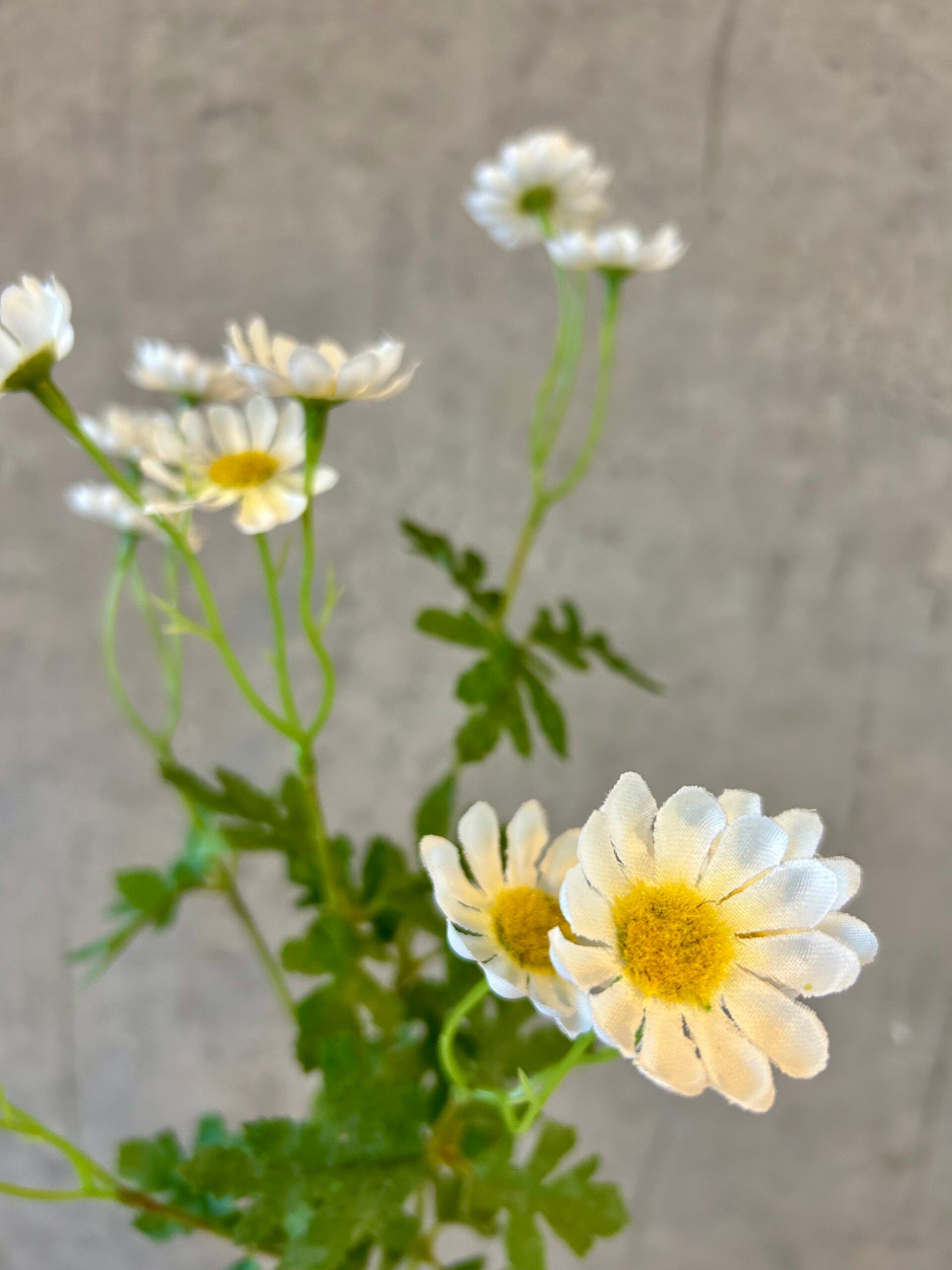 Nærbillede af kunstig hvid marguerit med gule blomstercentre